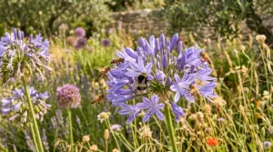 Abeille butinant une fleur d'agapanthe dans un jardin méditerranéen en fin d'été