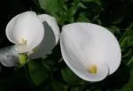 Zantedeschia