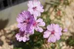 Geranium canariense