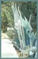 Urginea
