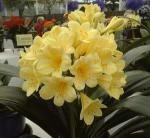 Clivia