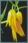 Littonia
