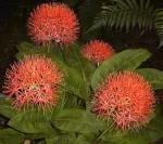 Scadoxus