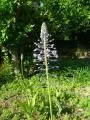 Scilla (merwilla)