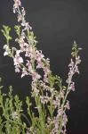 Cyanella