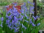 Hyacinthus