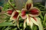 Hippeastrum GENERAL