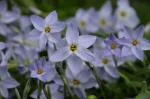 IPHEION GENERAL