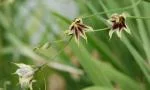 Melasphærula