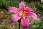 Habranthus