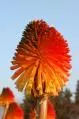 Kniphofia ensifolia