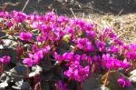 Cyclamen cyprium