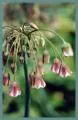 Nectaroscordum