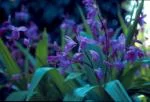 Bletilla striata alba