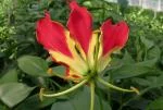 Gloriosa