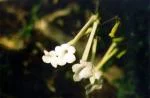 Achimenes
