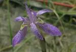 Gynandriris: voir genre MORAEA
