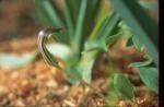 Arisarum