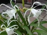 Hymenocallis