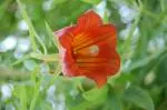 Canarina