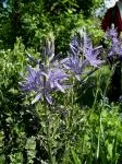 Camassia