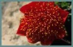 Haemanthus