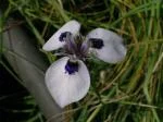 Moraea reticulata