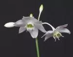 Eucharis