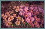 OXALIS GENERAL