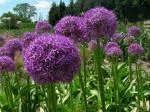ALLIUM GENERAL