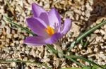 CROCUS GENERAL