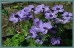 Anemone