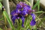 Cypella