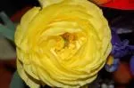Ranunculus