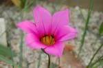 Romulea