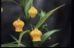 Sandersonia