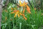 CROCOSMIA GENERAL