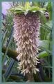 Eucomis