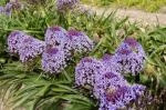 Scilla lingulata tardive pâle