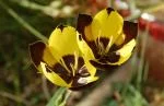 Hesperantha