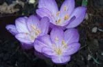 Colchicum Lilac Wonder”