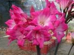 Amaryllis