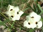 Dietes