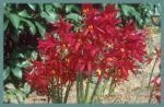 Rhodophiala