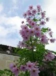DAHLIA GENERAL