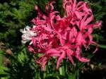 Nerine GENERAL cat Hiver
