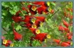 Tropaeolum tuberosum