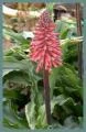 Veltheimia