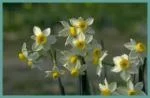 Narcissus triandrus x jonquilla