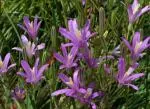 Brodiaea